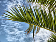 Foto: palmier palmier