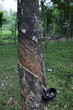 Plantation Tree Harvesting