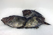Pesce San Pietro su ghiaccio Pesce San Pietro su ghiaccio