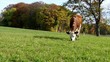 Vache dans les prés