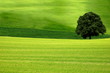 Baum im Feld