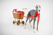 santa whippet with christmas cart santa whippet with christmas cart