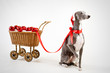 santa whippet with christmas cart santa whippet with christmas cart