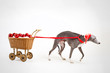 santa whippet with christmas cart santa whippet with christmas cart