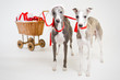 santa whippets with christmas cart santa whippets with christmas cart