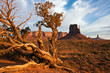 Juniper in Monument Valley Juniper in Monument Valley