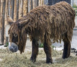 Baudet du Poitou 1