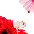 Chameleon on flower. Isolation on white Chameleon on flower. Isolation on white