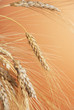 Wheat