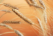 Wheat