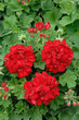 géranium lierre double rouge