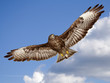 Buzzard flying
