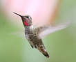Anna's Hummingbird