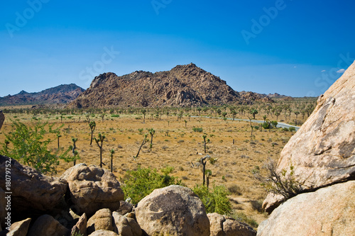 Photo: Schöner Cholla Kaktus Garten im Joshua Tree National Park Schöner Cholla Kaktus Garten im Joshua Tree National Park