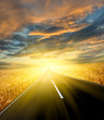 road through the yellow wheat field