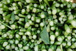 Legume vert