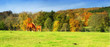 Horses in Danish landscape