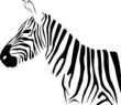 Zebra, illustration