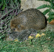 Igel_112865