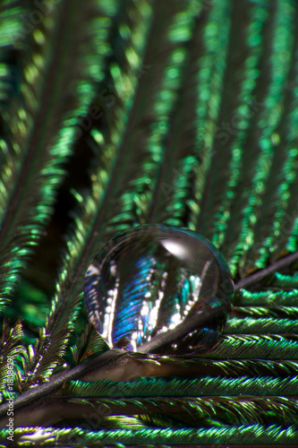 Photo: Peacock feather with drop Peacock feather with drop