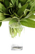 Sage white