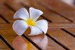 Plumeria Flower Plumeria Flower