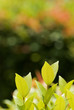 Photo: Fresh leaves Fresh leaves
