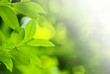 Photo: Fresh leaves Fresh leaves