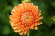 Foto: Blume Blume