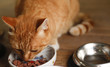 red cat eating