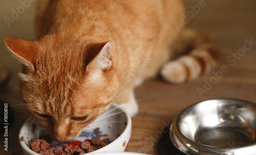 Photo: red cat eating red cat eating