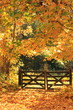 Herbstlaub In Leuchtendem Rot,...