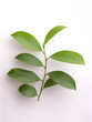 サカキ　Leaves of Sakaki Tree