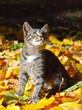 Kitten and Fall Kitten and Fall