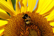 Bumblebee on a sunflower.