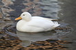 White duck swimming refected in water White duck swimming refected in water