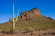 Cactus in the desert