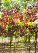 red grapes on vine