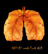 lungs lungs