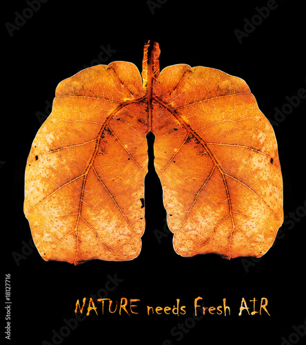 Illustration: lungs lungs