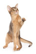 Playing cat