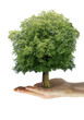 Foto: alternative tree alternative tree