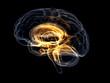 Brain