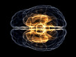 Brain