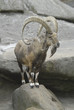Steinbock