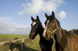 Two horses.