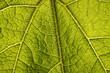 Green Leaf Macro