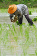 farmer