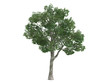 Platane_(Platanus)