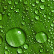 Green leaf with drops of water